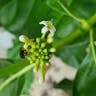 ヤエヤマアオキ（八重山青木） (Morinda citrifolia)-i