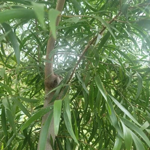 ソウシジュ（相思樹） (Acacia confusa)の特徴,育て方,花言葉