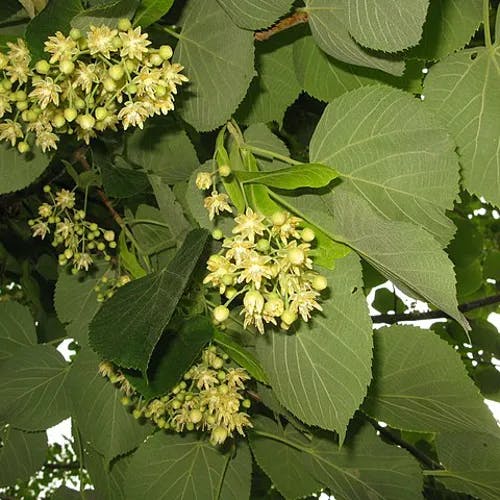 オオバボダイジュ（大葉菩提樹） (Tilia maximowicziana)-i