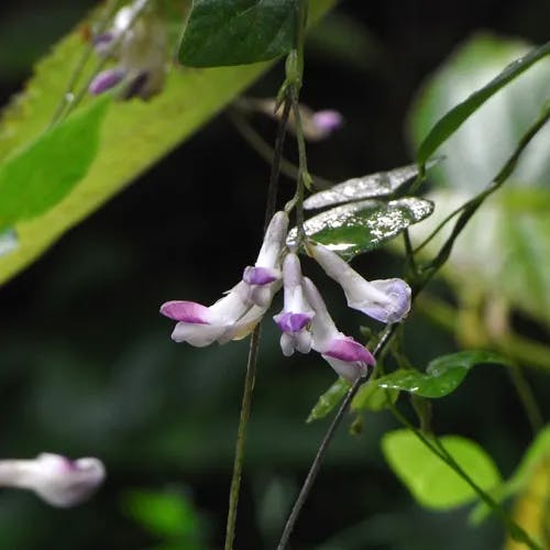 ヤブマメ（藪豆） (Amphicarpaea edgeworthii)-i