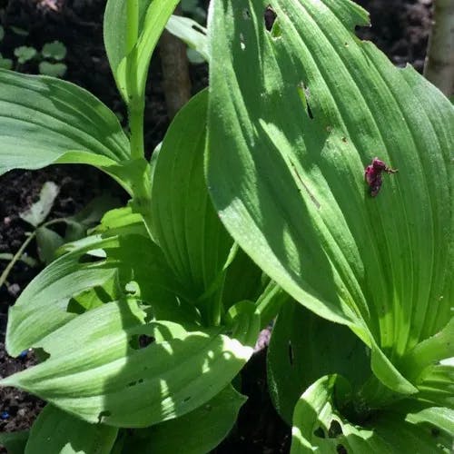 Queen lady's-slipper (Cypripedium reginae)-i