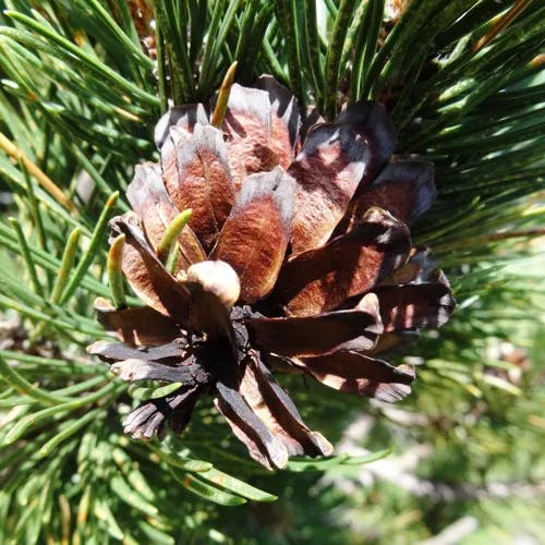 モンタナマツ（モンタナ松） (Pinus mugo)の特徴,育て方,花言葉