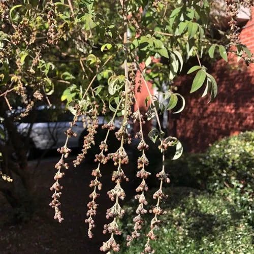 Chinese chastetree (Vitex negundo)-i