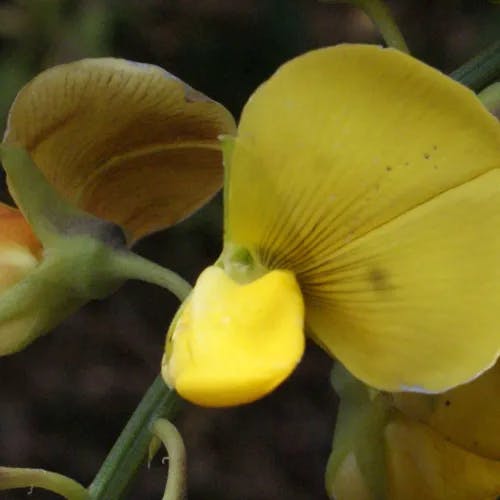 Rattlebox (Crotalaria retusa)-i