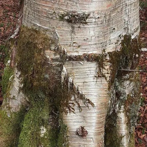 キハダカンバ (Betula alleghaniensis)-i