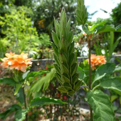 Firecracker-flower (Crossandra infundibuliformis)-i