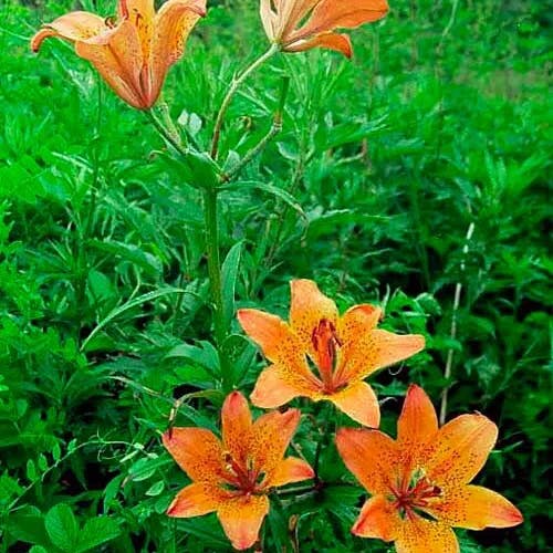 エゾスカシユリ（蝦夷透百合） (Lilium pensylvanicum)-i