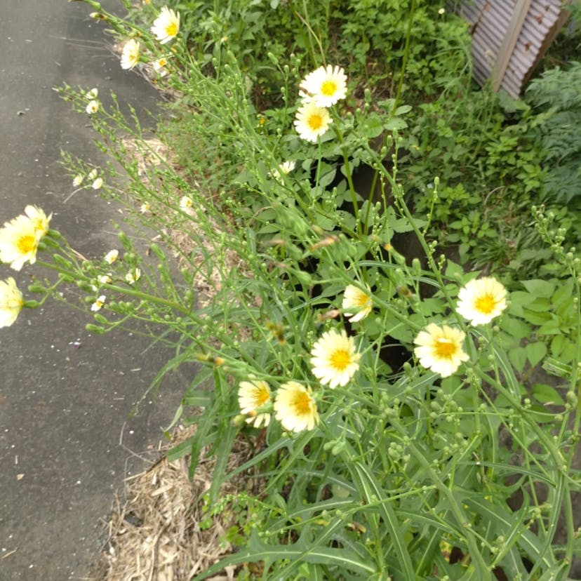 アキノノゲシ（秋野芥子） (Lactuca indica)-i