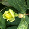 セイヨウキンシバイ（西洋金糸梅） (Hypericum calycinum)-i