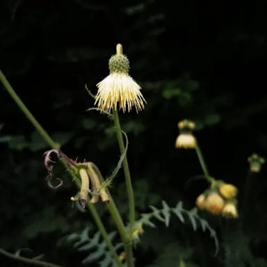 Yellow thistle