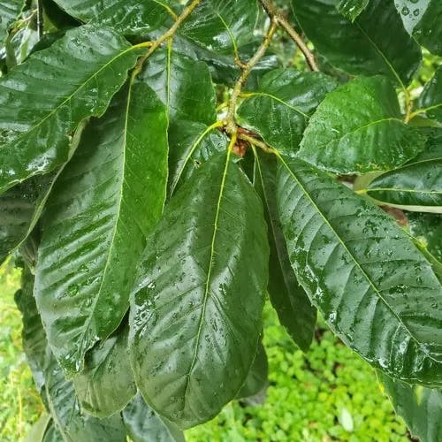 シナグリ（支那栗） (Castanea mollissima)-i