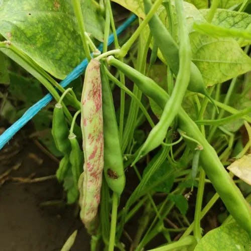 インゲンマメ（隠元豆） (Phaseolus vulgaris)-i