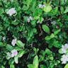 Snowrose (Serissa japonica)-i