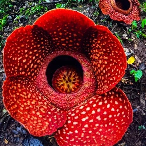 ラフレシア (Rafflesia arnoldii)の特徴,育て方,花言葉