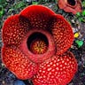 ラフレシア (Rafflesia arnoldii)-i