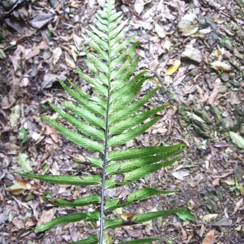 クルマシダ（車羊歯） (Asplenium wrightii)-i