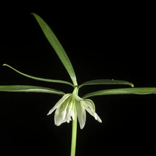 イズモコバイモ（出雲小貝母） (Fritillaria ayakoana)-i