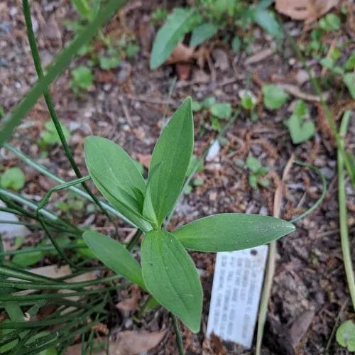 Canada lily (Lilium canadense)-i