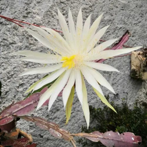 Climbing cactus (Epiphyllum hookeri)-i