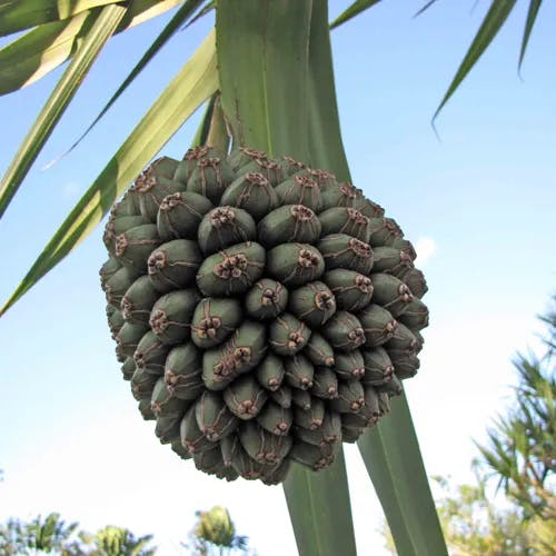 タコノキ（蛸木） (Pandanus boninensis)-i