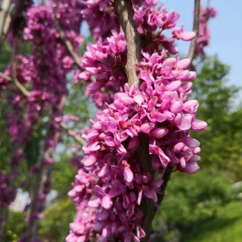 Chinese redbud (Cercis chinensis)-i