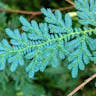 Willdenow's spikemoss (Selaginella willdenowii)-i