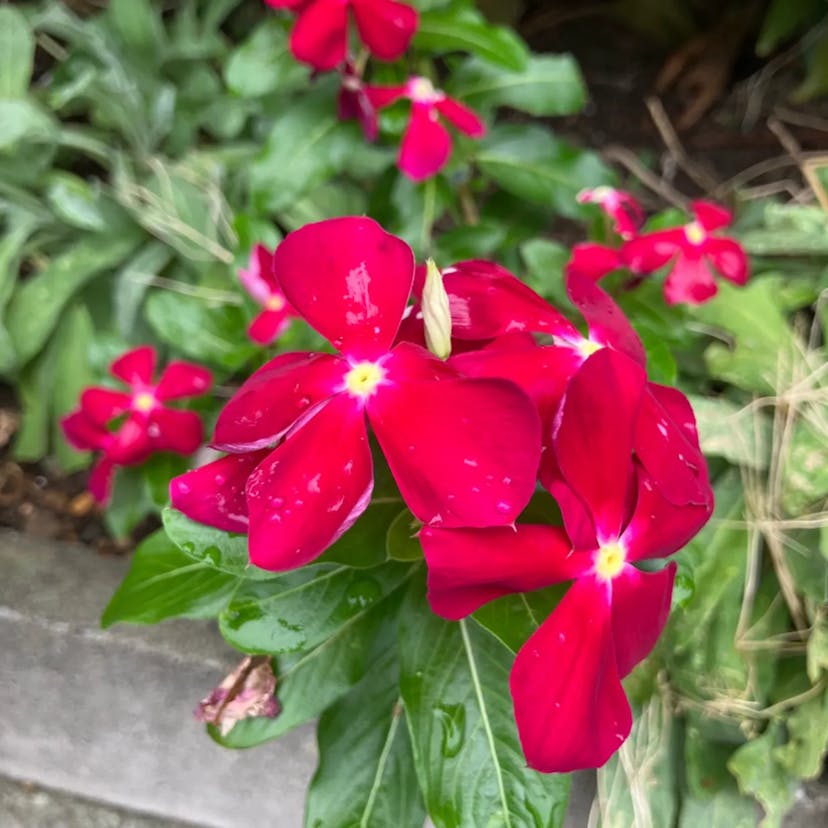 ニチニチソウ（日日草） (Catharanthus roseus)-i