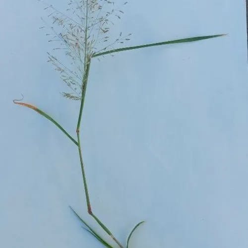 ギニアグラス (Panicum maximum)-i