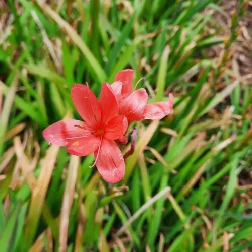 River-lily (Hesperantha coccinea)-i