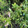 European blueberry (Vaccinium myrtillus)-i