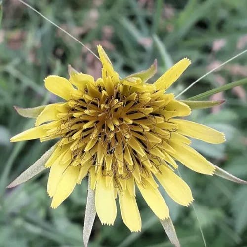 キバナムギナデシコ（黄花麦撫子） (Tragopogon pratensis)-i