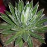 Thread agave (Agave filifera)-i