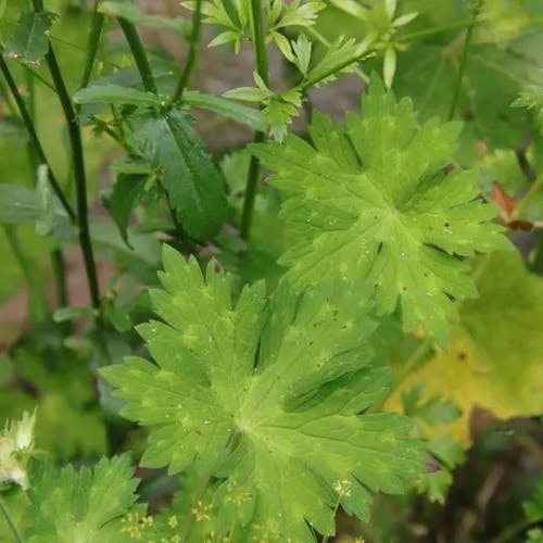 チシマフウロ（千島風露） (Geranium erianthum)-i