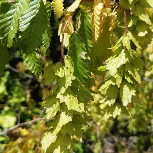 Eastern hornbeam (Carpinus orientalis)-i