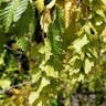 Eastern hornbeam (Carpinus orientalis)-i