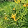 Citron day-lily (Hemerocallis citrina)-i