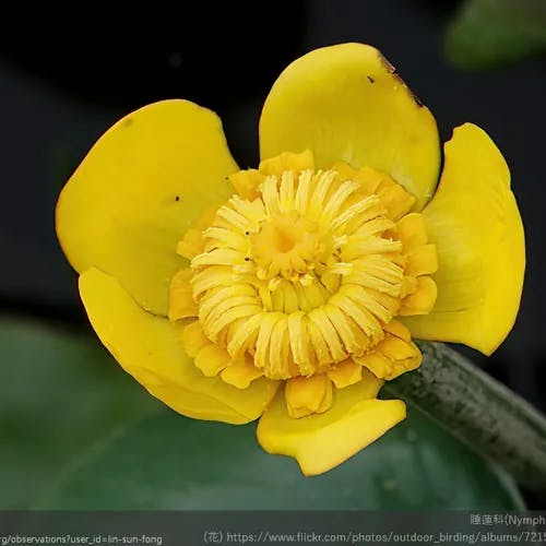 コウホネ（河骨） (Nuphar japonica)-i