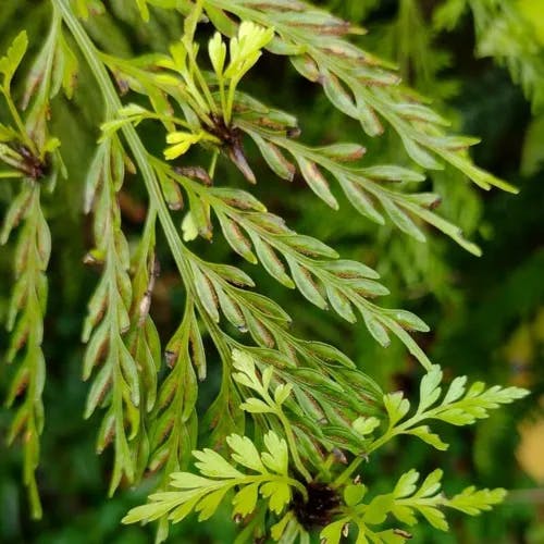 Mother fern (Asplenium bulbiferum)-i