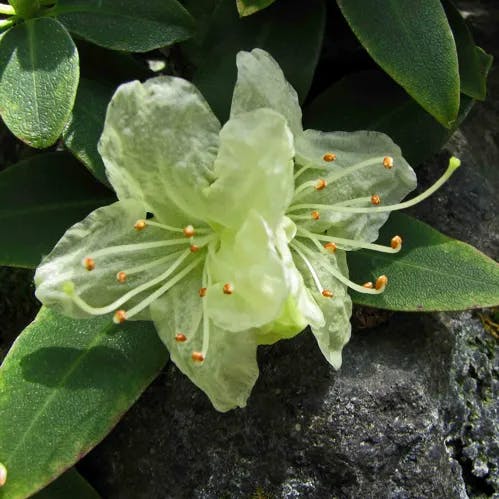 ヒカゲツツジ（日陰躑躅） (Rhododendron keiskei)-i