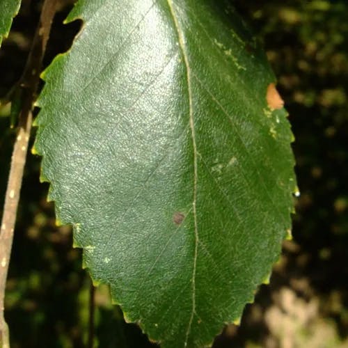 ダケカンバ（岳樺） (Betula ermanii)-i