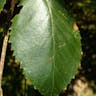 ダケカンバ（岳樺） (Betula ermanii)-i