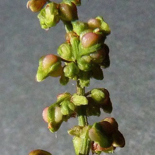 アレチギシギシ（荒地羊蹄） (Rumex conglomeratus)-i