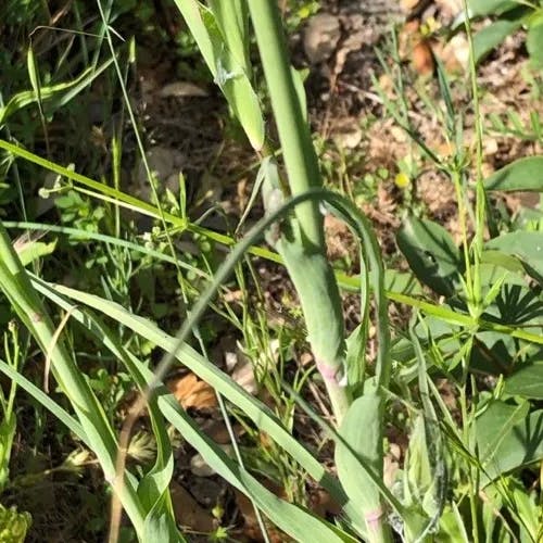 ムギナデシコ（麦撫子） (Tragopogon porrifolius)-i