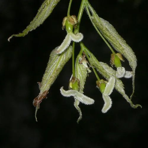 European hackberry (Celtis australis)-i