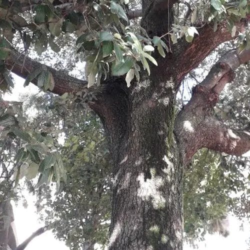 セイヨウヒイラギガシ（西洋柊樫） (Quercus ilex)-i