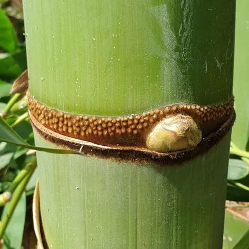 マチク（麻竹） (Dendrocalamus latiflorus)-i