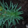 Ground-pine (Ajuga chamaepitys)-i