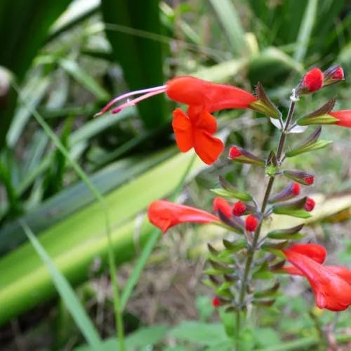 ベニバナサルビア（紅花サルビア） (Salvia coccinea)-i