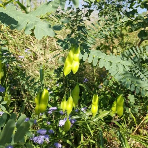 Poison bean (Sesbania drummondii)-i