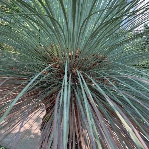 Grass tree (Xanthorrhoea quadrangulata)-i